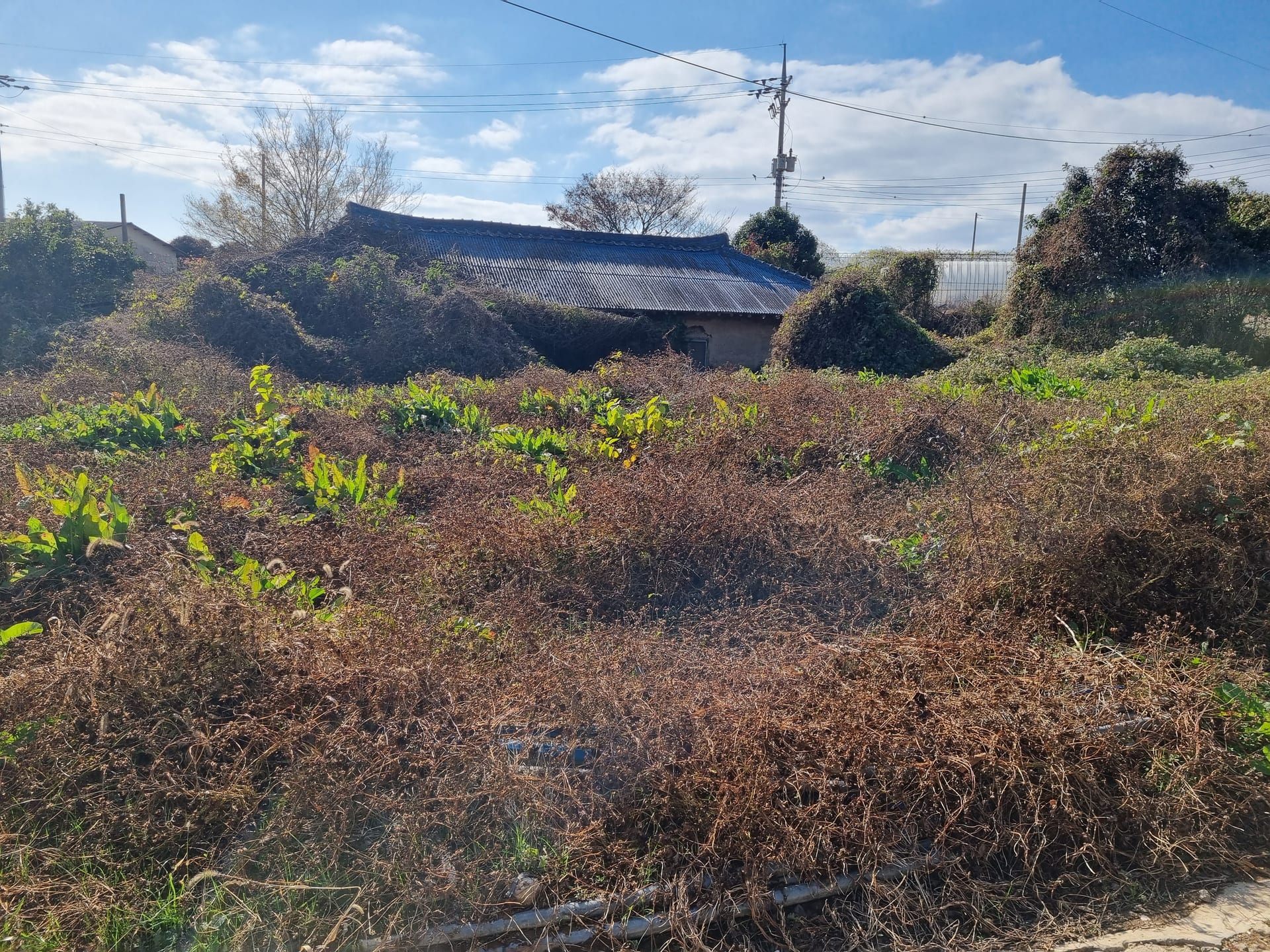 Rural House Sold for Land Price Only — image 2