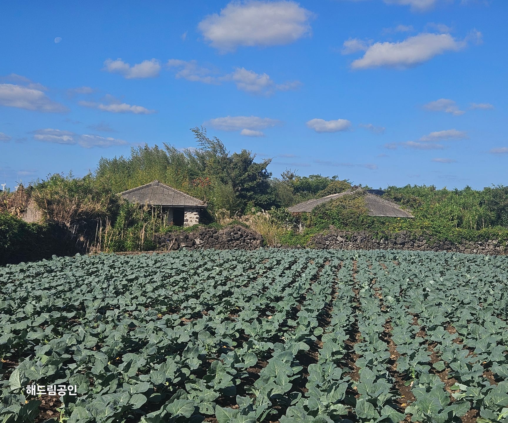 Rare stone house in Gwideok-ri, Hallim-eup / guesthouse / pension / full remodeling needed — image 12