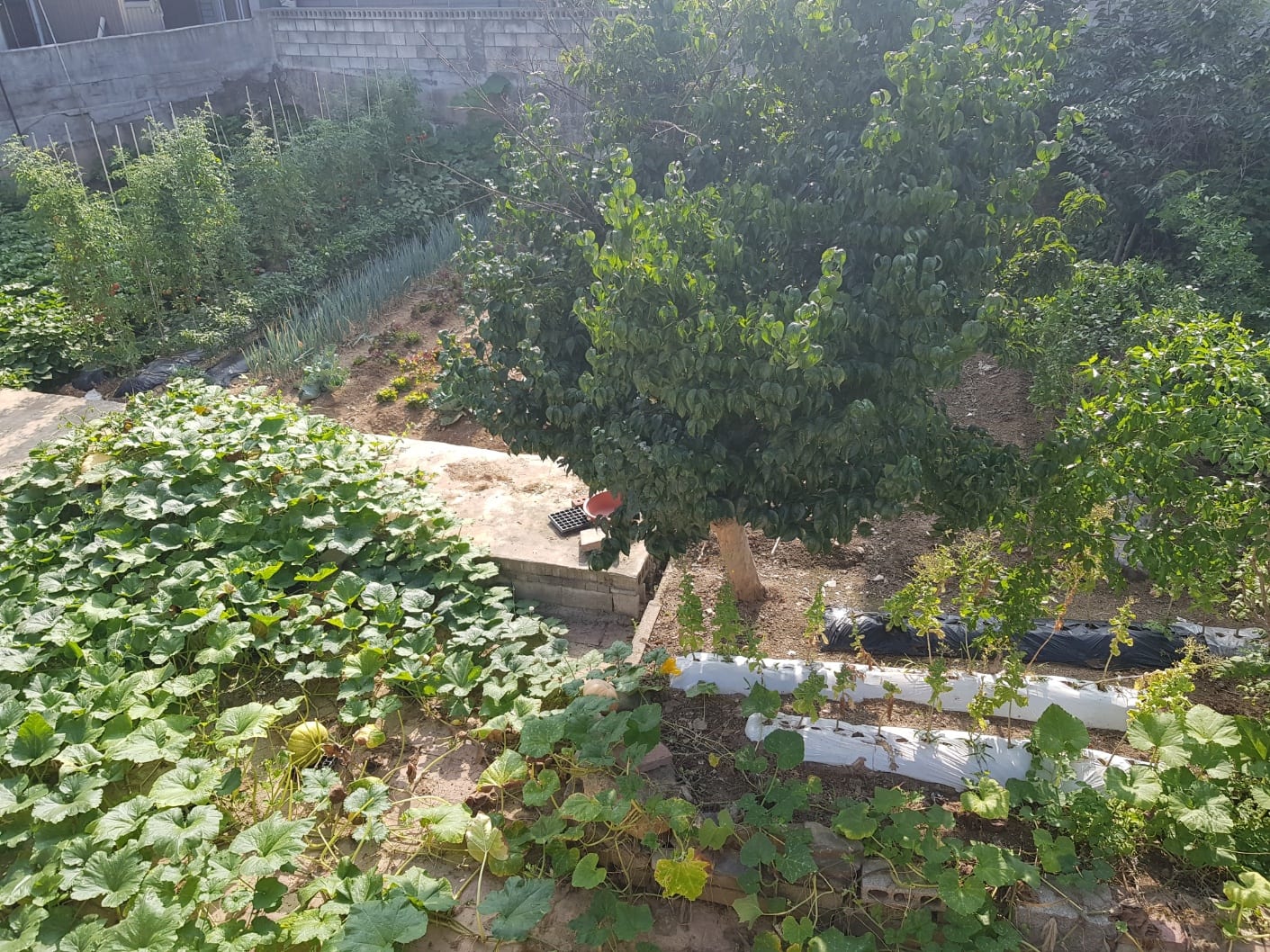Detached house in downtown Jecheon with a large lot and excellent living infrastructure — image 6