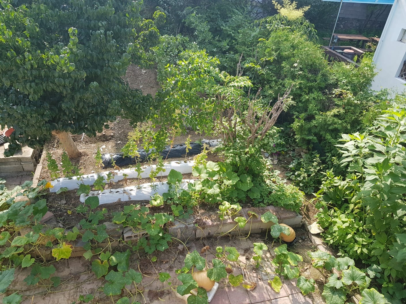 Detached house in downtown Jecheon with a large lot and excellent living infrastructure — image 8