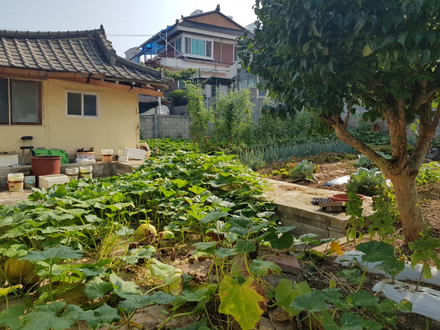 Detached house in downtown Jecheon with a large lot and excellent living infrastructure — image 9