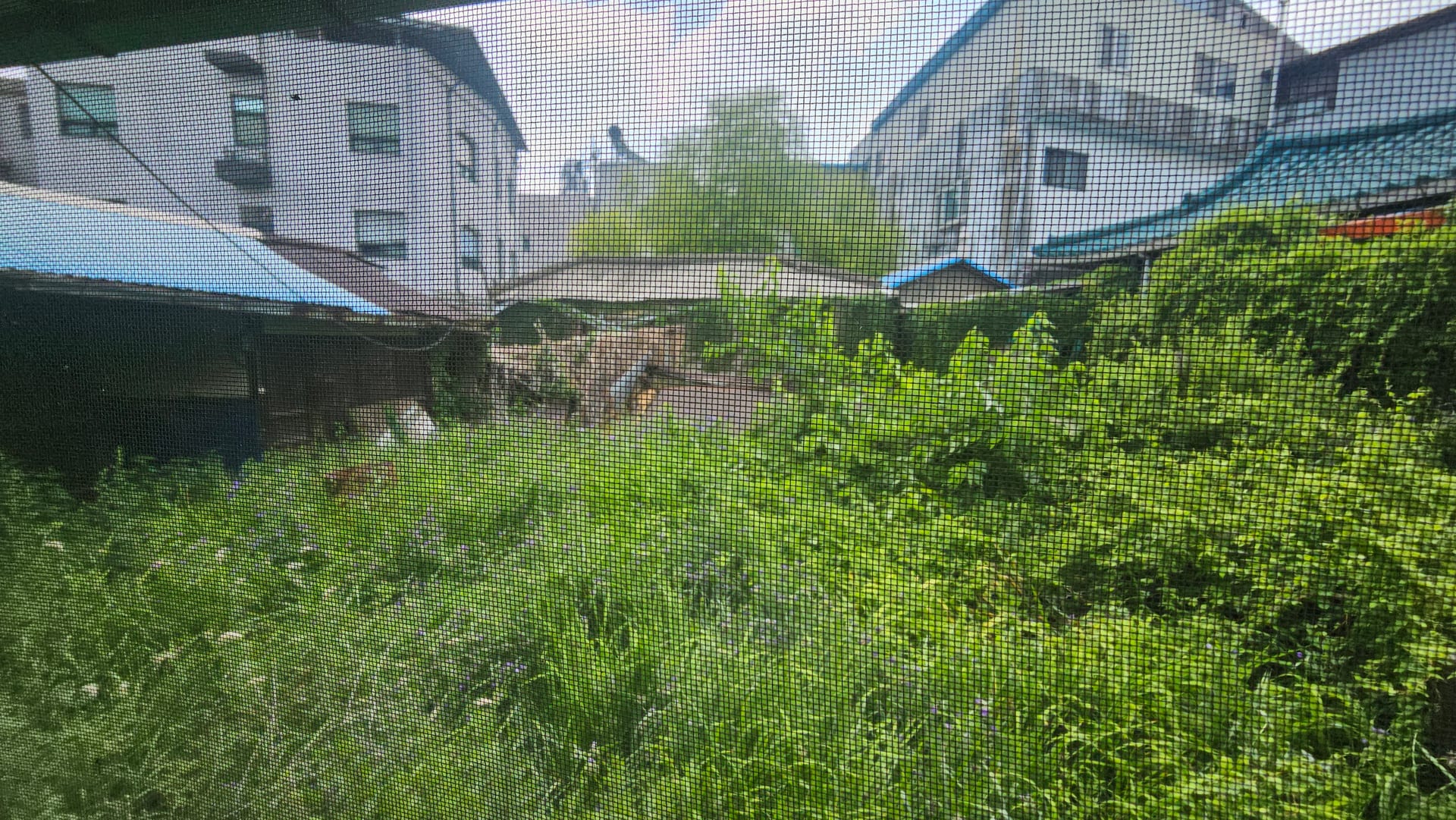 Janghowon Downtown — image 8